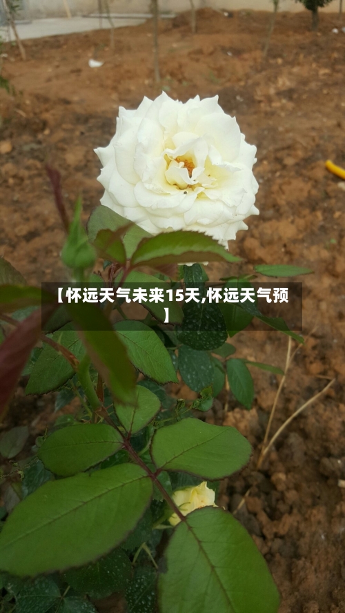 【怀远天气未来15天,怀远天气预】