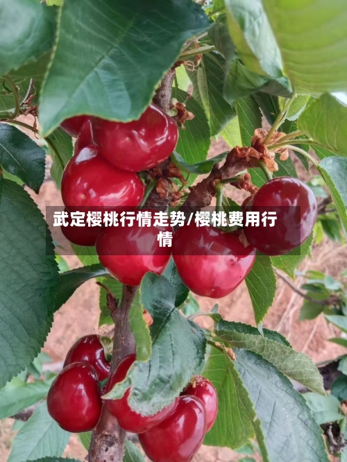 武定樱桃行情走势/樱桃费用行情