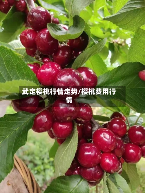 武定樱桃行情走势/樱桃费用行情