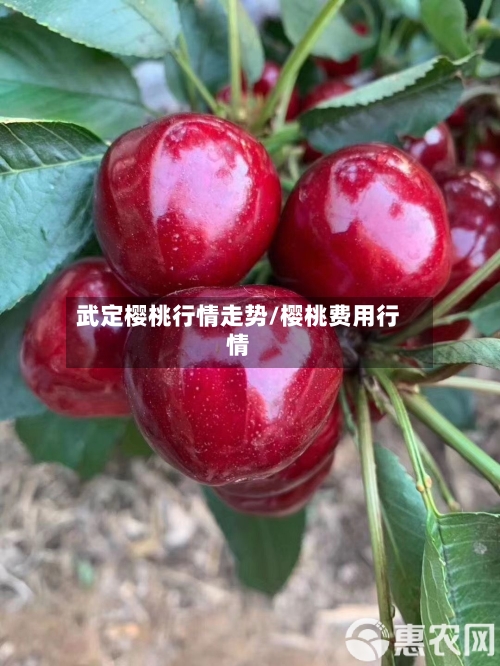 武定樱桃行情走势/樱桃费用行情