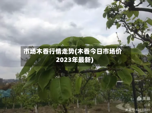 市场木香行情走势(木香今日市场价2023年最新)