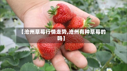【沧州草莓行情走势,沧州有种草莓的吗】