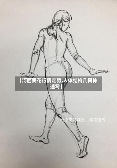【河西葵花行情走势,人体结构几何体速写】