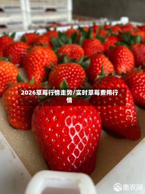 2026草莓行情走势/实时草莓费用行情