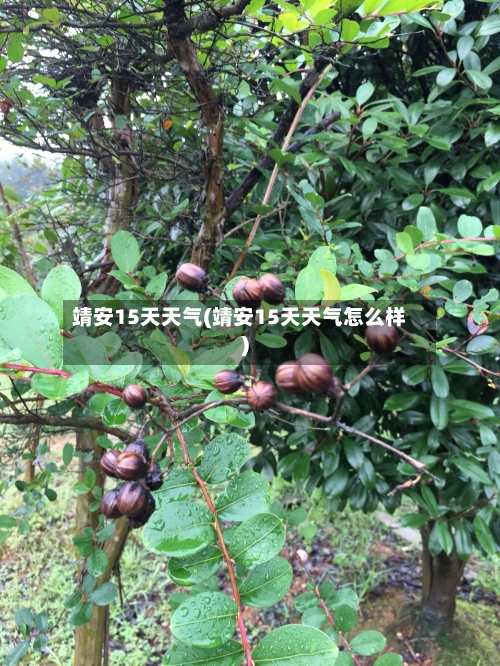 靖安15天天气(靖安15天天气怎么样)