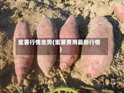 蜜薯行情走势(蜜薯费用最新行情)