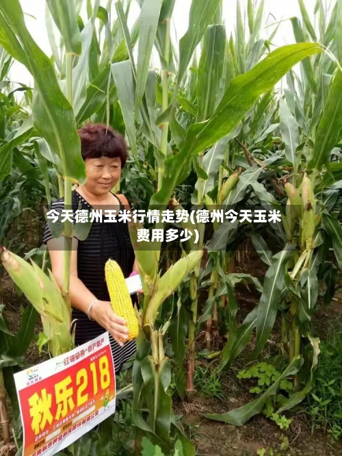 今天德州玉米行情走势(德州今天玉米费用多少)