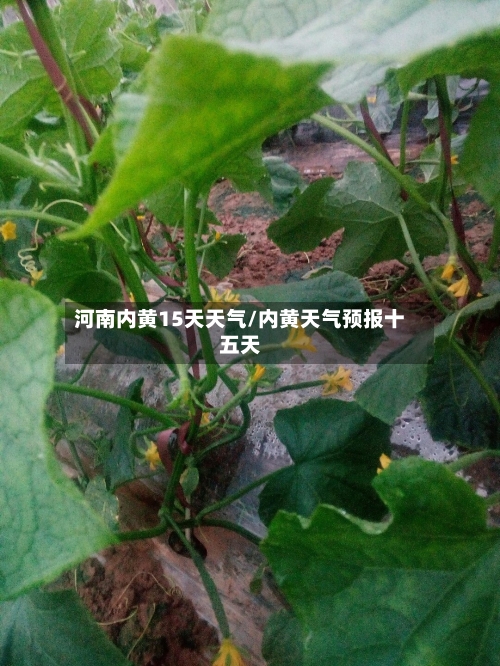 河南内黄15天天气/内黄天气预报十五天