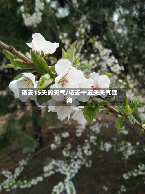 依安15天的天气/依安十五天天气查询