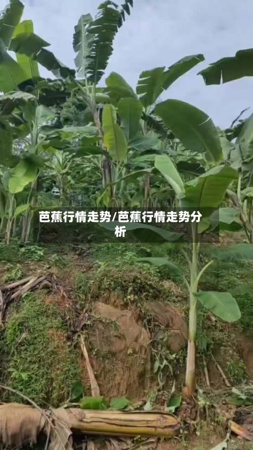 芭蕉行情走势/芭蕉行情走势分析