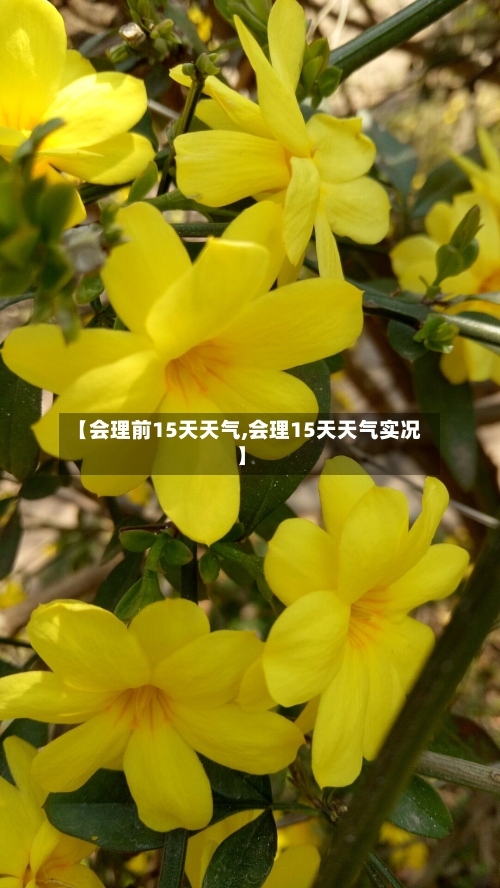 【会理前15天天气,会理15天天气实况】