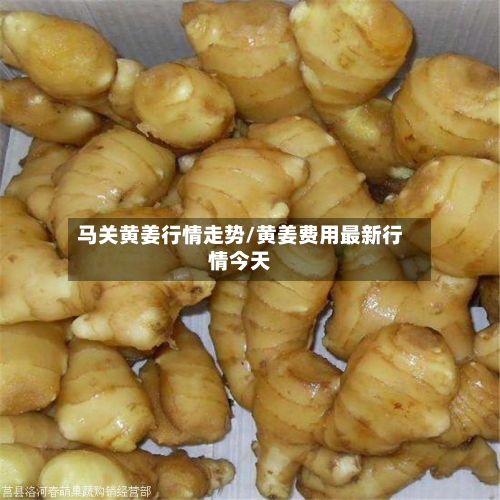 马关黄姜行情走势/黄姜费用最新行情今天