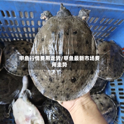 甲鱼行情费用走势/甲鱼最新市场费用走势