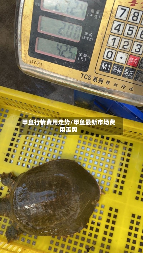甲鱼行情费用走势/甲鱼最新市场费用走势