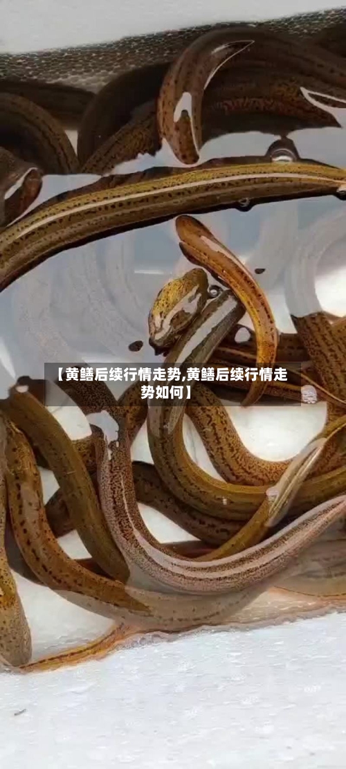 【黄鳝后续行情走势,黄鳝后续行情走势如何】