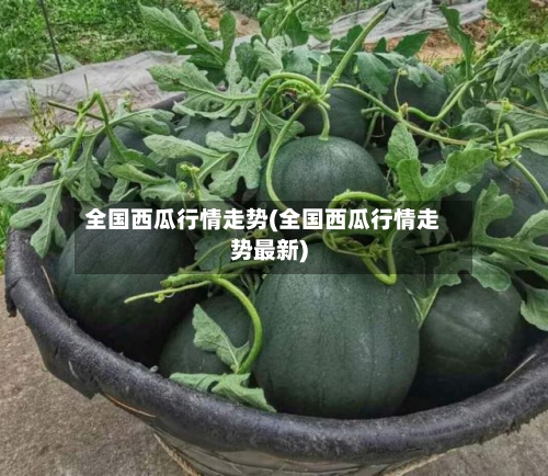 全国西瓜行情走势(全国西瓜行情走势最新)