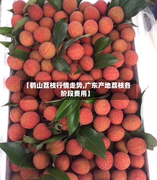 【鹤山荔枝行情走势,广东产地荔枝各阶段费用】