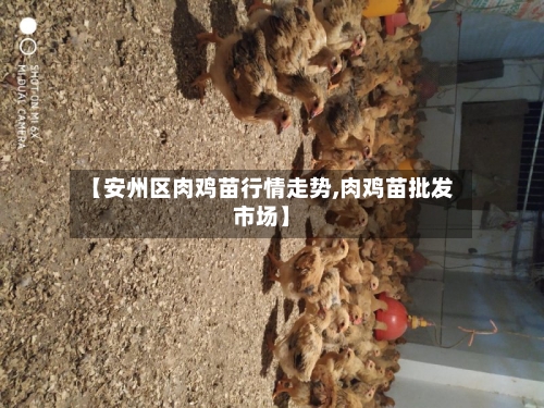 【安州区肉鸡苗行情走势,肉鸡苗批发市场】