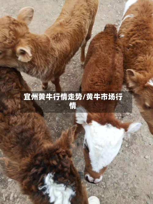 宜州黄牛行情走势/黄牛市场行情