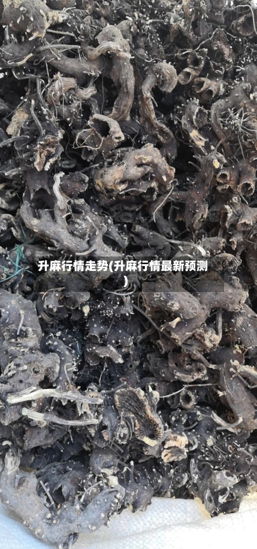 升麻行情走势(升麻行情最新预测)