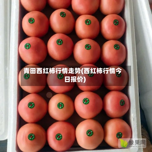 青田西红柿行情走势(西红柿行情今日报价)