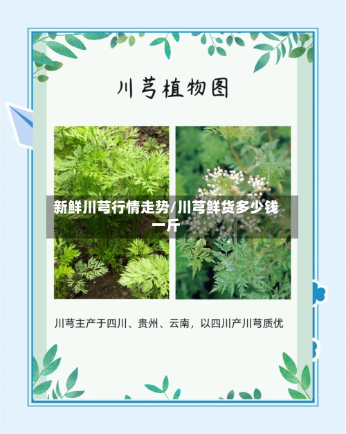 新鲜川芎行情走势/川芎鲜货多少钱一斤