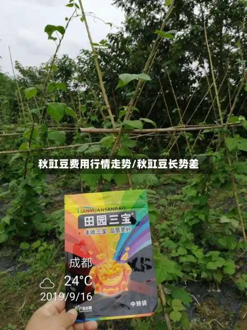 秋豇豆费用行情走势/秋豇豆长势差