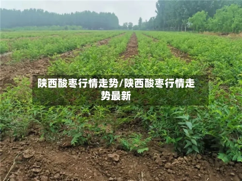 陕西酸枣行情走势/陕西酸枣行情走势最新